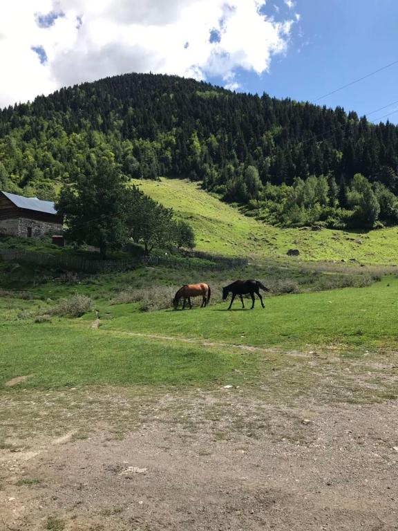 Givi Kakhiani's Guesthouse room 5